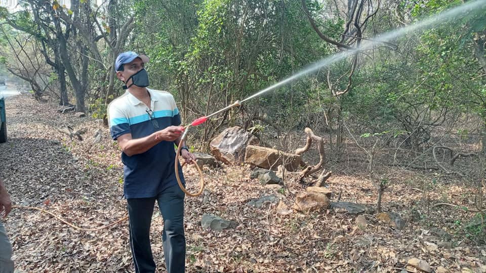 During my morning walk as usual, a few trees at Borivali National Park were found to be dry due to insufficient watering. An experiment was conducted in the parks of Borivali during the lockdown period, hence the trees in Borivali National Park were spray